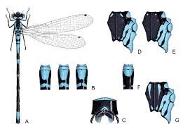 Attēlu rezultāti vaicājumam “Coenagrion pulchellum female”