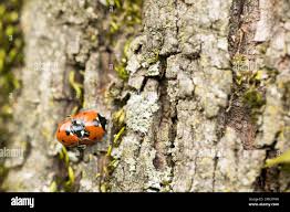Attēlu rezultāti vaicājumam “Coccinella septempunctata imago”