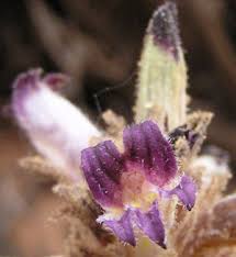Attēlu rezultāti vaicājumam “Orobanche coerulescens bud”