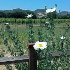 Image result for Romneya coulteri