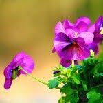 Attēlu rezultāti vaicājumam “Viola x williamsii”