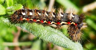 Attēlu rezultāti vaicājumam “Acronicta rumicis”