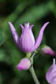Attēlu rezultāti vaicājumam “Cephalanthera rubra leaf”