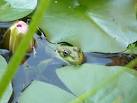 Frog in garden pond in - via Daymix