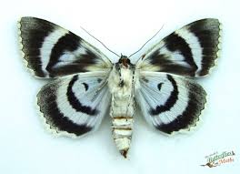 Attēlu rezultāti vaicājumam “Catocala fraxini”