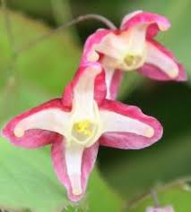 Attēlu rezultāti vaicājumam “Epimedium alpinum  flower”