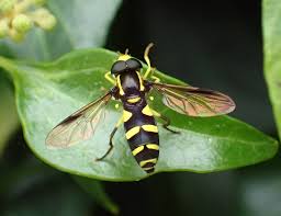 Attēlu rezultāti vaicājumam “Xanthogramma sp.”
