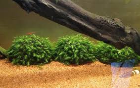 Attēlu rezultāti vaicājumam “Fissidens arnoldii macro”