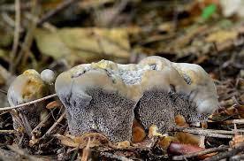 Attēlu rezultāti vaicājumam “Onnia triquetra”