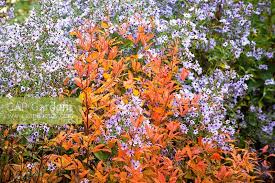 Attēlu rezultāti vaicājumam “Gillenia trifoliata”