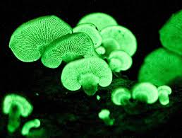 Attēlu rezultāti vaicājumam “Panellus stipticus”