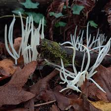 Attēlu rezultāti vaicājumam “Comatricha fragilis macro”