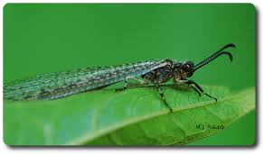 Attēlu rezultāti vaicājumam “Myrmeleontidae”