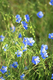 Attēlu rezultāti vaicājumam “Linum usitatissimum bud”