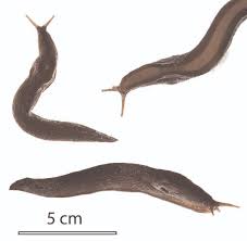 Attēlu rezultāti vaicājumam “Limax cinereoniger”