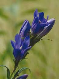 Attēlu rezultāti vaicājumam “Gentiana pneumonanthe flower”