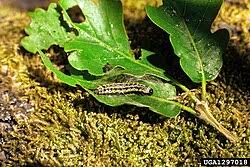 Attēlu rezultāti vaicājumam “Orthosia miniosa imago”