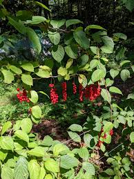Attēlu rezultāti vaicājumam “Schisandra chinensis flower”