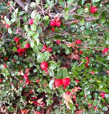 Attēlu rezultāti vaicājumam “Cotoneaster multiflorus fruit”
