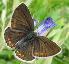 Attēlu rezultāti vaicājumam “Eumedonia eumedon underside”