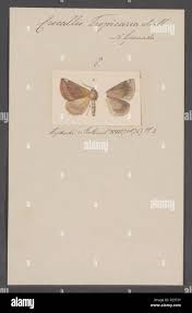 Attēlu rezultāti vaicājumam “Crocallis elinguaria imago”