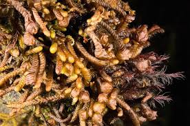 Attēlu rezultāti vaicājumam “Neckera complanata sporophyte”