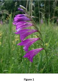 Attēlu rezultāti vaicājumam “Gladiolus imbricatus fruit”