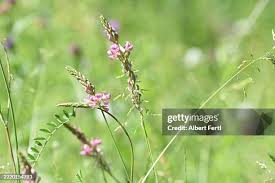 Attēlu rezultāti vaicājumam “Onobrychis arenaria fruit”