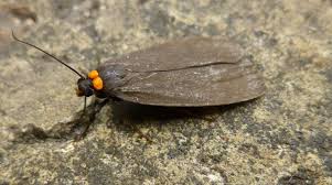 Attēlu rezultāti vaicājumam “Atolmis rubricollis”