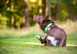 Image result for cestoda excrement dog