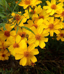 Attēlu rezultāti vaicājumam “Tagetes”