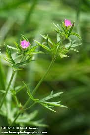 Attēlu rezultāti vaicājumam “Geranium dissectum leaf”