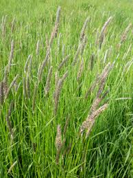 Image result for Fuchsschwanz