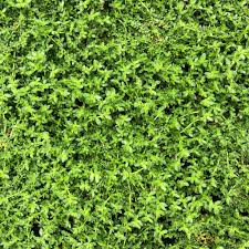 Attēlu rezultāti vaicājumam “Herniaria glabra”