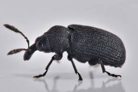 Attēlu rezultāti vaicājumam “Magdalis sp.”