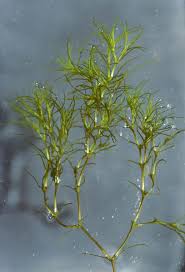 Attēlu rezultāti vaicājumam “Najas minor leaf”