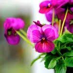 Attēlu rezultāti vaicājumam “Viola x williamsii”