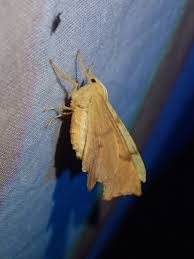 Attēlu rezultāti vaicājumam “Ennomos erosaria”