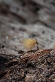 Attēlu rezultāti vaicājumam “Licea pusilla spores”