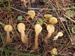 Attēlu rezultāti vaicājumam “Spathularia flavida”