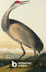 Image result for Grus canadensis