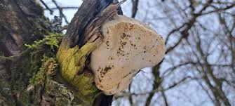 Attēlu rezultāti vaicājumam “Aurantiporus fissilis”