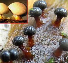 Attēlu rezultāti vaicājumam “Diderma tigrinum macro”