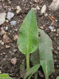 Attēlu rezultāti vaicājumam “Campanula cervicaria bud”