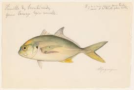 Image result for Caranx hippos