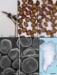 Attēlu rezultāti vaicājumam “Sphacelotheca hydropiperis”