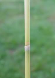 Attēlu rezultāti vaicājumam “Phragmites communis”