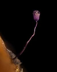 Attēlu rezultāti vaicājumam “Cribraria argillacea stalked”