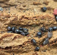 Attēlu rezultāti vaicājumam “Armadillidium pulchellum”