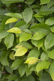 Attēlu rezultāti vaicājumam “Carpinus betulus”